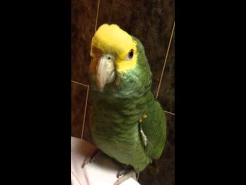 دبل هيد الاول والوحيد من نوعه بالمملكه تمتع بالكلام والصوت