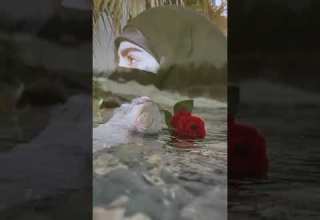 يادنيا منج ماشفت غير الدمع بعيوني