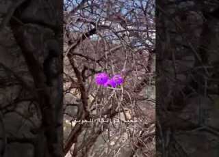  طيران منخفض رائع لطيار جزائري بواسطة سو 24