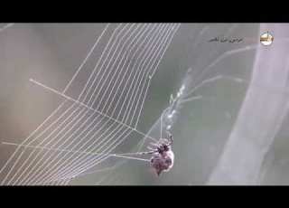  لماذا بيت العنكبوت بالذات استمعوا قصة مؤثرة جدا