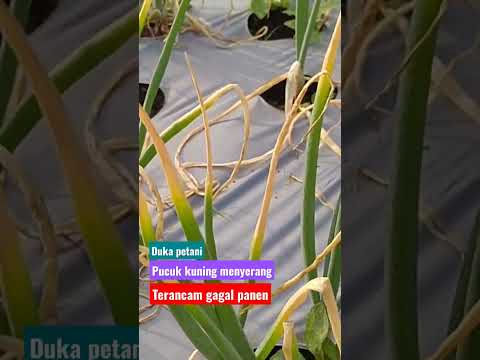 Cara Mengatasi Mati Pucuk Phytophthora Porri Caty Shortsviral Farming
