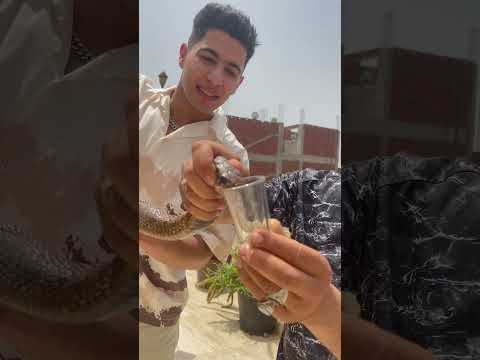 Extracting The Venom Of A Dangerous Cobra A Single Drop Could Kill An Elephant