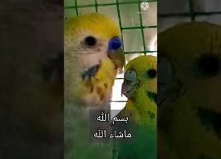 رينبو سكاي مع موف ناتج 