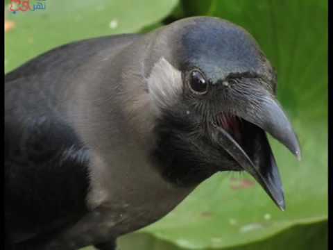 صوت الغراب صوت الغراب