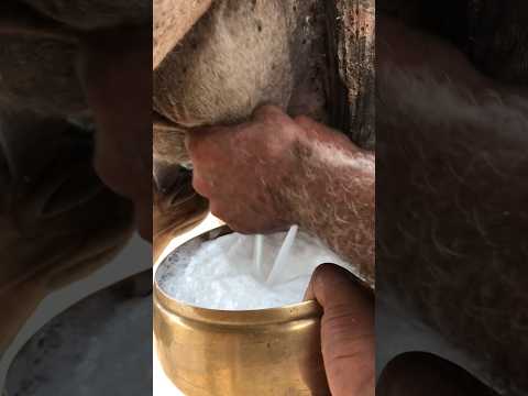 الحليب الطازج فوائد حليب الجمل حليب الجمل الصحراوي Camel Milk Shorts الحليب الطازج فوائد حليب الجمل حليب الجمل الصحراوي Camel Milk Shorts