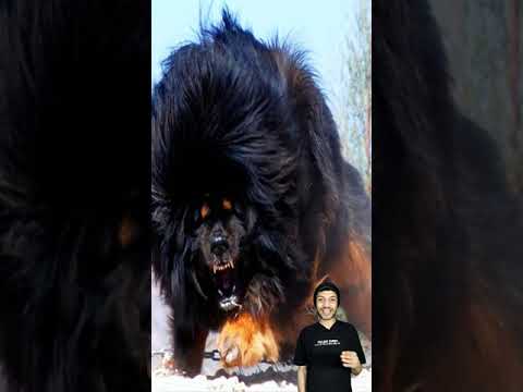 اقوى واشرس كلاب حراسه فى العالم Shorts