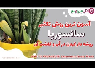 چطور تکثیر سانسوریا را در خانه انجام بدیم آموزش قلمه زدن سانسوریا