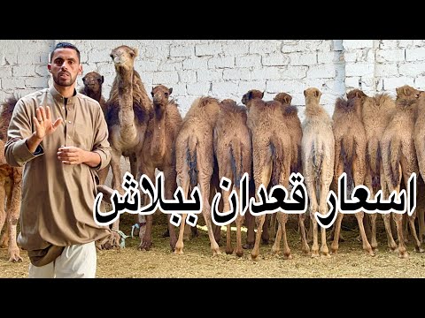 اكبر تاجر جمال في محافظة البحيرة يفتح سوق كامل من الجمال المغاربة والبيع بسعر الجملة اكبر تاجر جمال في محافظة البحيرة يفتح سوق كامل من الجمال المغاربة والبيع بسعر الجملة