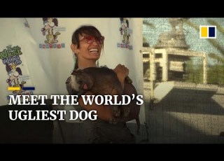  Meet Mr Happy Face Winner Of The World S Ugliest Dog Contest