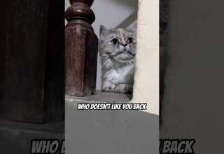 Good Idea Or Not Catshorts Funnycat Catvideos Cutecat Viralshorts Cute Kitten Cat 