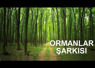 Forests Forests Song Seeds Sapling