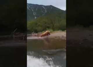 In Russia Kamchatka A Bear Attacked Tourists Who Were Riding A Boat Video Shorts