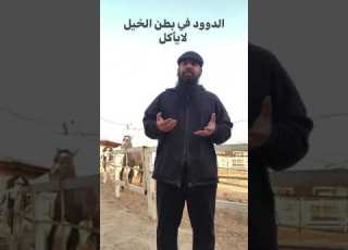الدود في بطن الخيول المربي صلاح المحسن