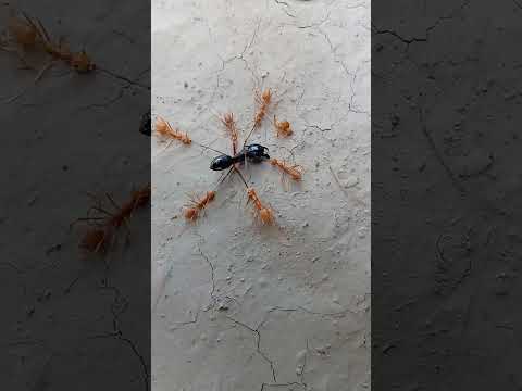 Black Ant Vs Red Ant