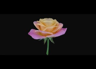 Guiano 忘れたいことばっかだ Feat Flower