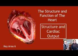  Structure And Function Of The Heart Section 1 Structure And Cardiac Output