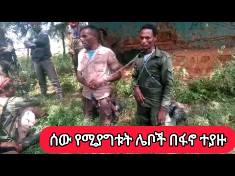 ሰበር ዜና ፋኖ በፋኖና በፖሊስ ማሊያ የሚሰርቁትን ሁለት ሰው አጋች ሌቦች በቁጥጥር ስር አዋለ Fano