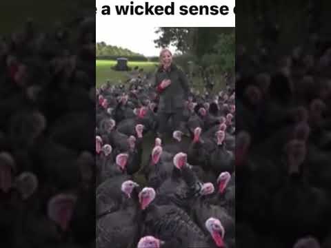 Turkeys Laughing