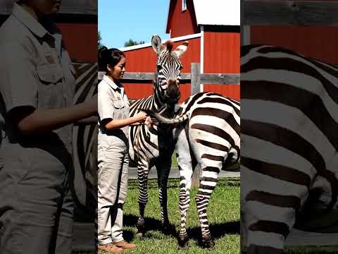 Tail FM Voice Radio Zebra S Wild Station