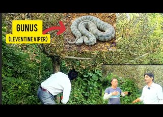 Gunus Leventine Viper Rescue Operation Rescue From Apple Tree At Malshabagh 9541619331