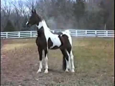 اغنيه هانت العشره عليهم لعشاق الحزن