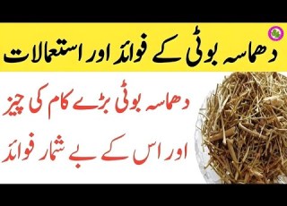  Dhamasa Booti Ke Fawaid Fagonia Benefits In Urdu