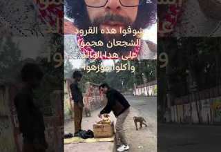 شوفوا هده القرود هجموا على هدا الولد وأكلوا موزهوه جابر الخواطر اكسبلور المنذر Youtubeshorts