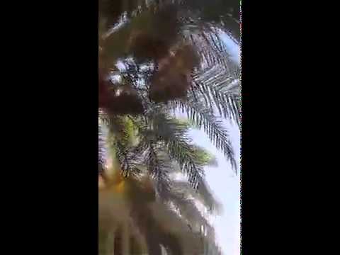 فيديو شاهد هذه النخله العجيبه سبحان الله