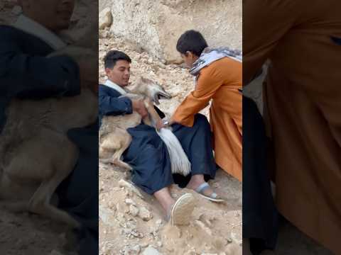 صيد الذئب البري من الجبل شي خط ير جدآ صيد الذئب البري من الجبل شي خط ير جدآ