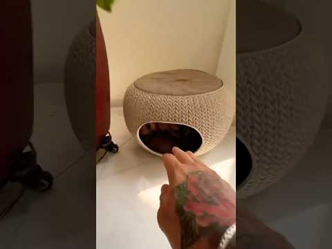 Doing Kuchi Kuchi To My Chihuahuas