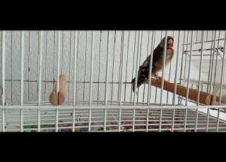  Carduelis Carduelis Balcanica