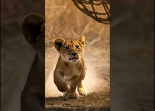  Hyena S Trap Turns Against Him Lion Elephant Alliance Furious Lion Hyena Is In Big Trouble