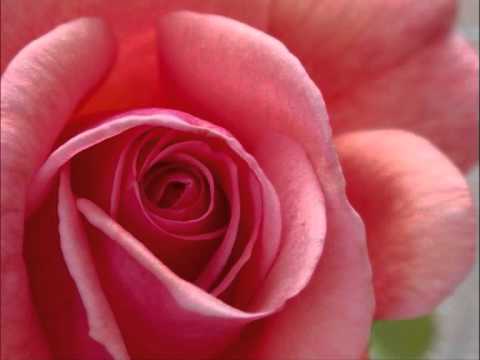 يقول اللي جرح قلبه حبيبه عايشة المرطة جرة الصخري