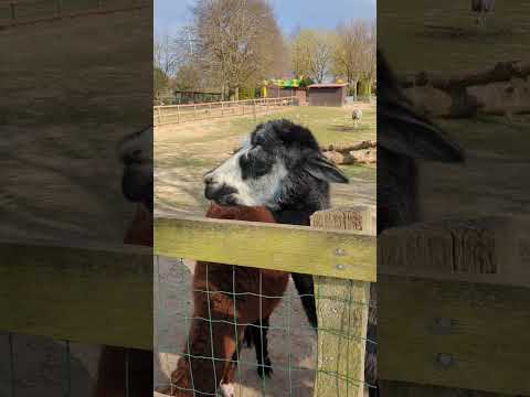 Ein Sehr Schüchternes Alpaka