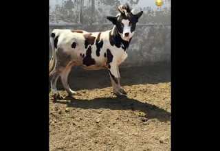 هاي هاي ارمي يا معلم ارمي يا معلم المضمون فى عالم اللحوم