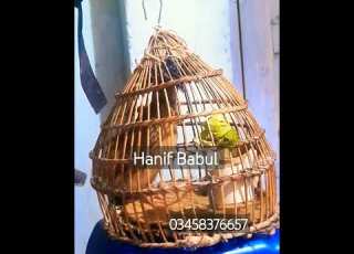 Batair Ki Awaaz Quail Bird Sonds бадана сойроки بٹیر کی آواز Shortvideo
