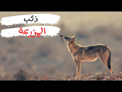 ذئب المزرعة وليد قصص