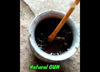 Awesome Tree Natural GUM Making How To Make A Real Gum In Trees Picin Making KLHP