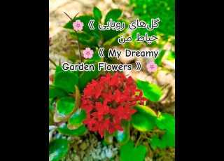  حیاط خونمون پر از گل های رویایی و رنگارنگ گل باغچه حیاط Flower Garden Nature