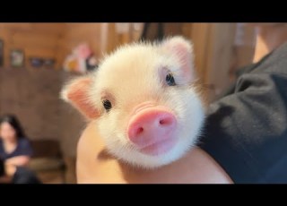  Japan S Micro Pig Cafe Play With Piglets In A Forest Hideaway