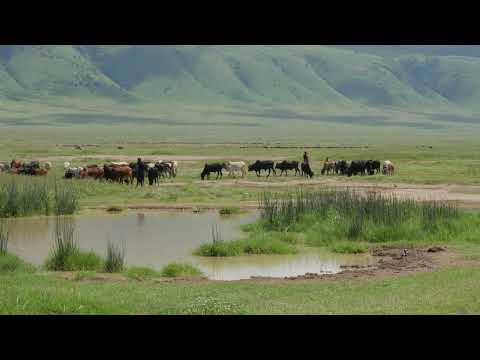 Masai Shepherdess With A Herd Of Goats In Ngorongoro