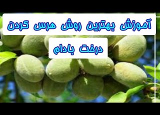  بهترین روش هرس کردن درخت بادام آموزش کامل اگه درخت بادام داری ببین