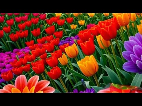 Welcome Family Bagaa Nagaan Dhuftaaan