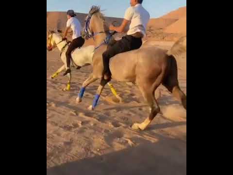 الهدف مرصود و الرشاش جاهز الفارس مهند العمران الهدف مرصود و الرشاش جاهز الفارس مهند العمران