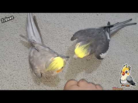 صدای عروس هلندی جدید آواز خواندن دلنشین طوطی ها