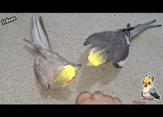 صدای عروس هلندی جدید آواز خواندن دلنشین طوطی ها