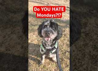 Do YOU HATE MONDAYs Dogs Dog Pets Dogshorts Funny
