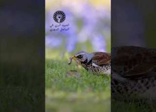  طائر السمن الكيخن