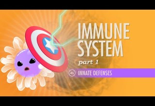 Immune System Part 1 Crash Course Anatomy Physiology 45