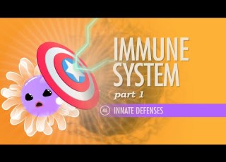 Immune System Part 1 Crash Course Anatomy Physiology 45